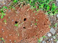 Les 5 signes qui indiquent une infestation de nuisibles à La Réunion (4) (1webp