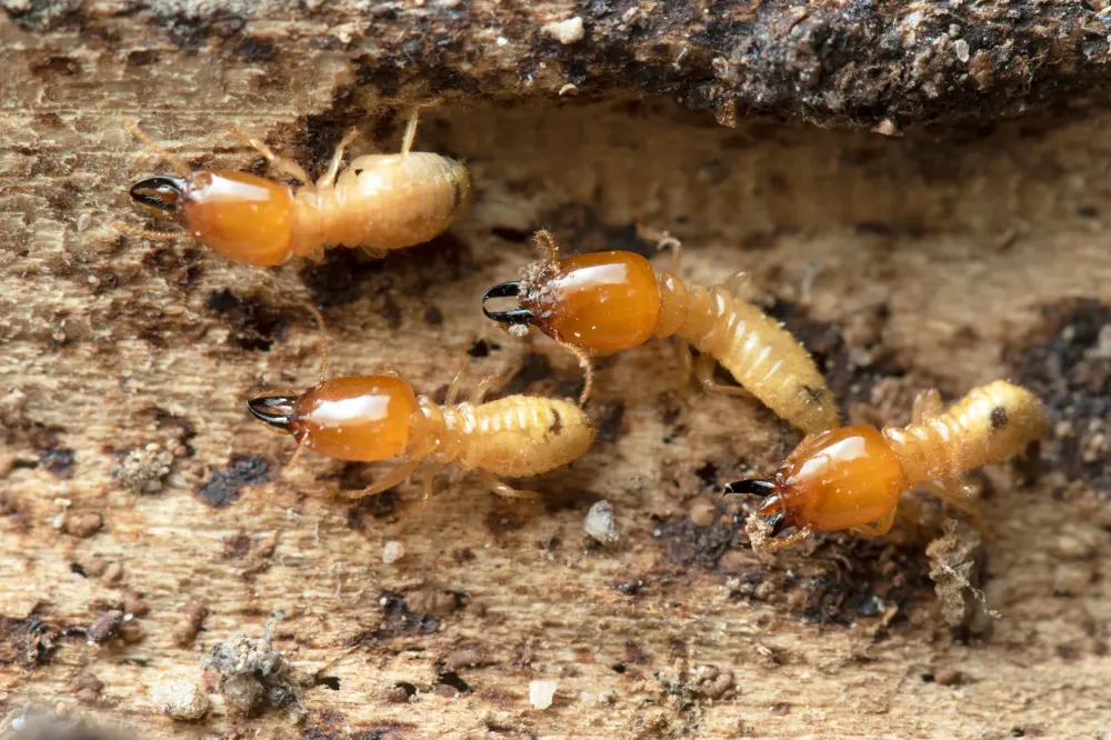 Pourquoi est-il essentiel de traiter rapidement une infestation de termites ?