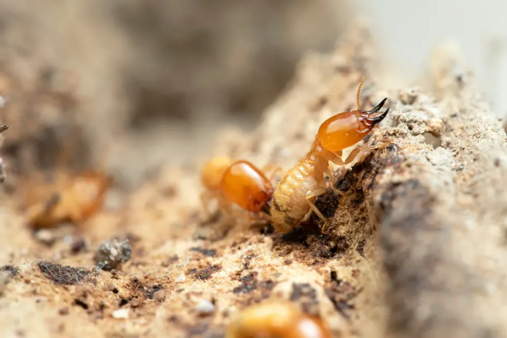 Tout savoir sur les termites et comment protéger votre maison