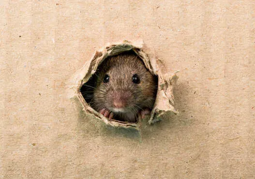 Comment éviter d’avoir des rongeurs chez soiwebp