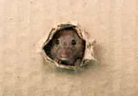 Comment éviter d’avoir des rongeurs chez soiwebp