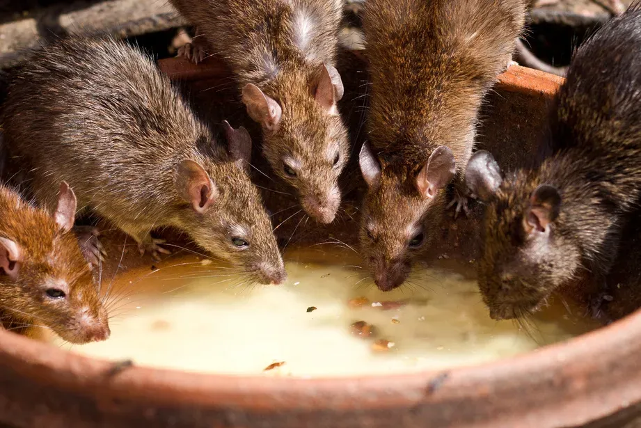 Rats à la maison : les dangers pour votre santé