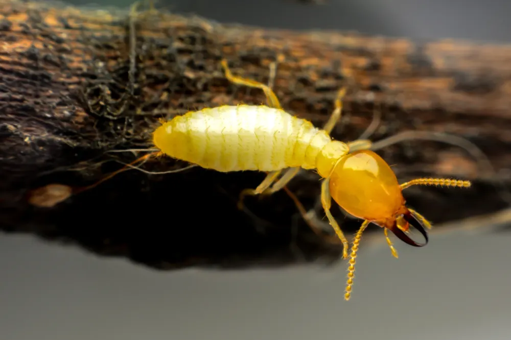 Comment repérer la présence de termites dans votre maison ?