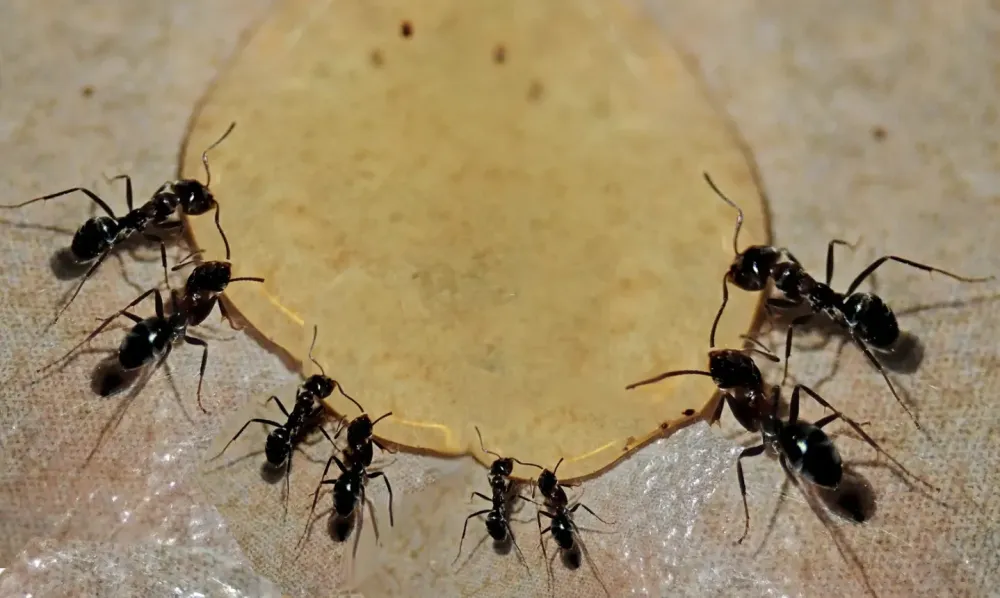 🐜 Pourquoi les fourmis envahissent les maisons en été ?