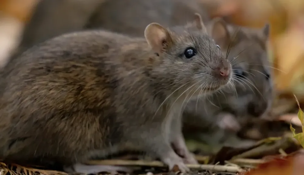 🐀 Pourquoi les rats s’installent chez vous… et comment les en empêcher