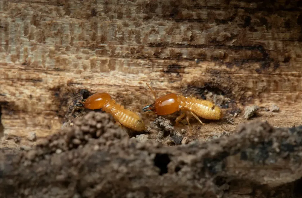 Comment détecter la présence de termites dans votre maison ?