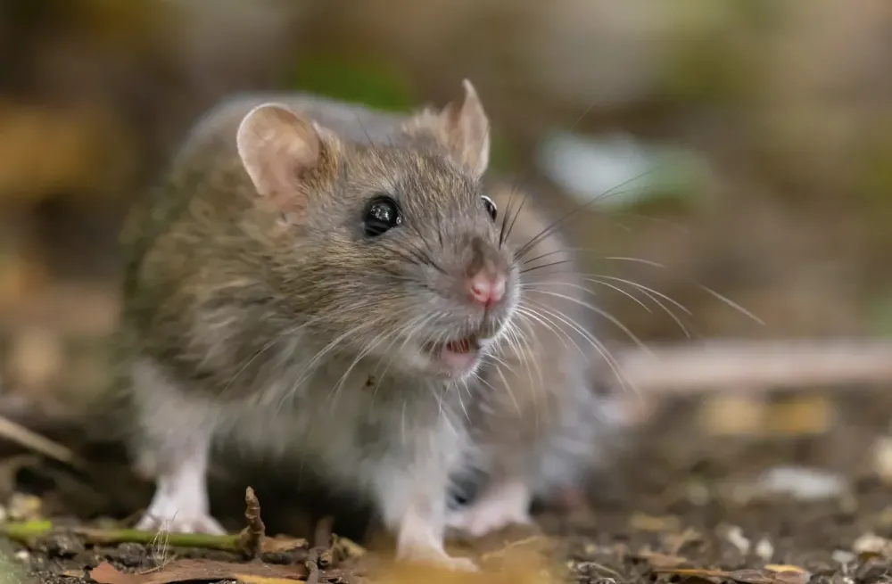 rats